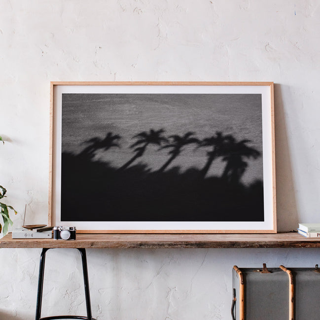 Palm Shadows